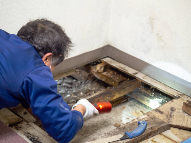 Best Emergency Mold Removal  in Delmont, PA