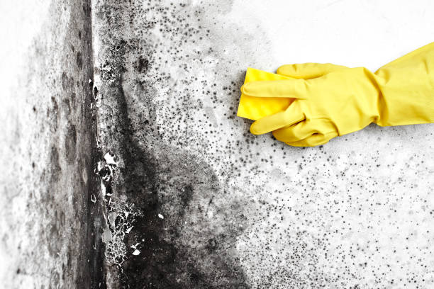 Best Fast Mold Removal  in Delmont, PA