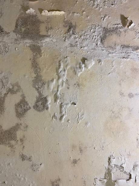 Best Water Damage Restoration  in Delmont, PA