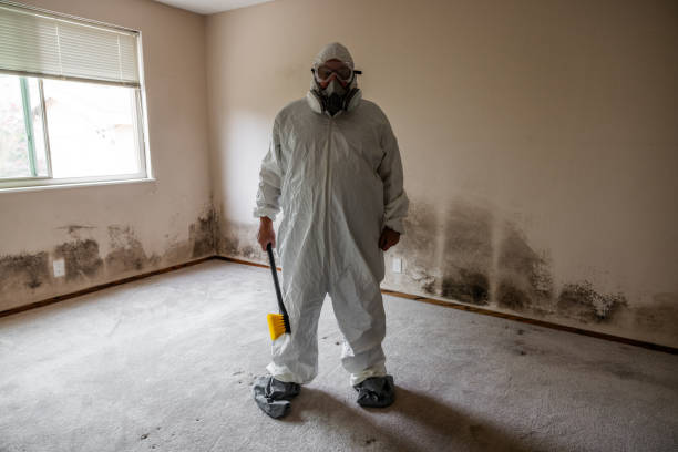 Best Toxic Mold Removal  in Delmont, PA