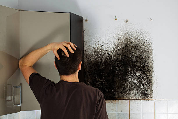 Best Mold Remediation Experts  in Delmont, PA