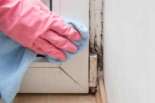 Best Mold Testing  in Delmont, PA