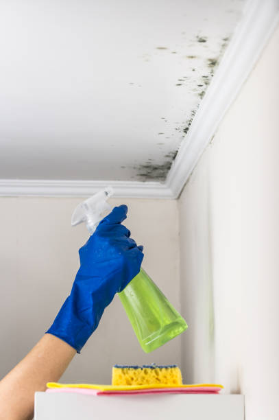 Best Professional Mold Removal  in Delmont, PA