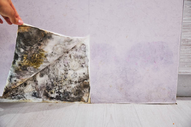 Best Commercial Mold Removal  in Delmont, PA